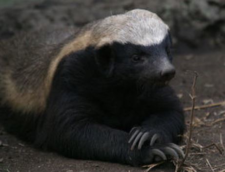 最強動物ラーテル ライオン 敵じゃないね ヨシの徒然草